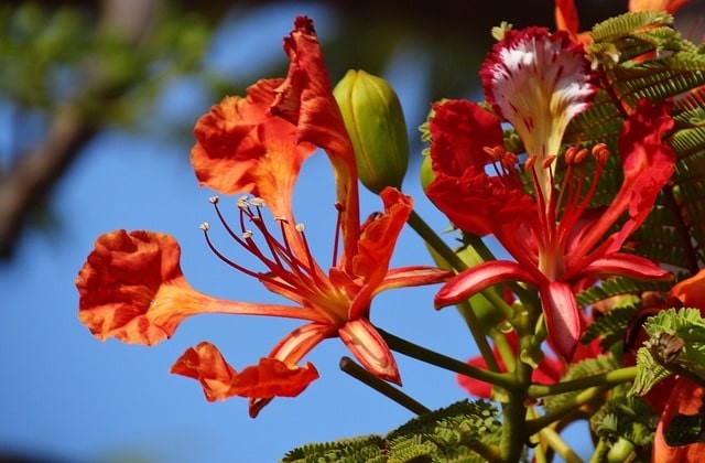 Flores vermelhas do Flamboyant