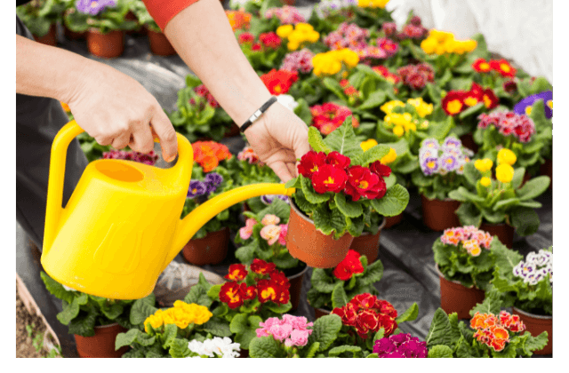Regando flores
