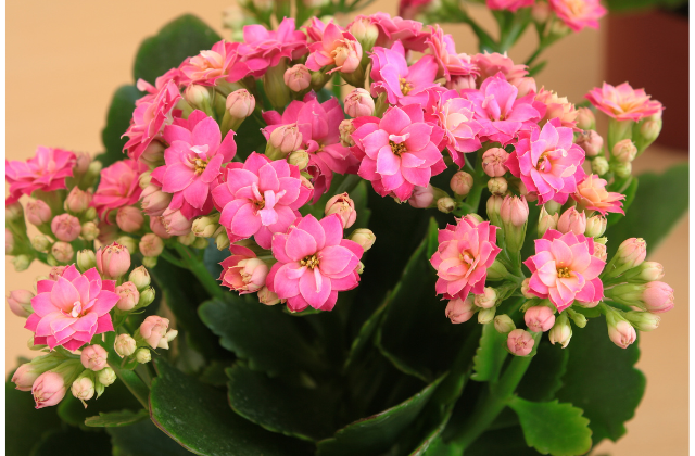 Kalanchoe flor-da-fortuna
