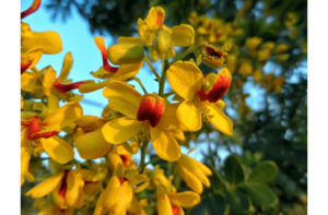 Flores do pau-brasil