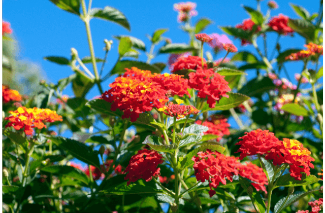 Flores de lantana