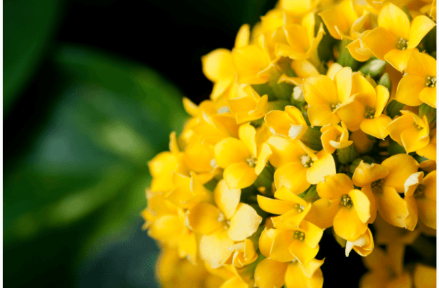 Kalanchoe flor-da-fortuna amarelo