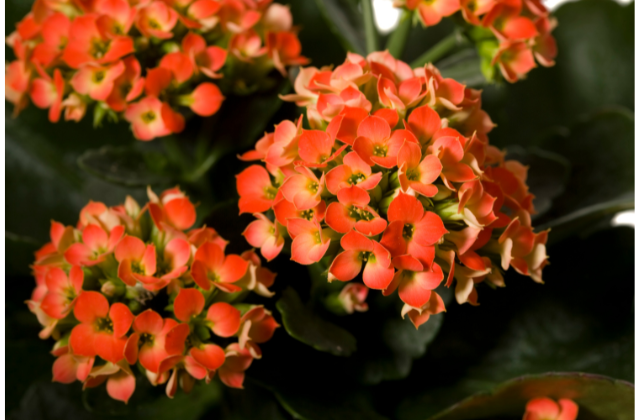 Kalanchoe flor-da-fortuna laranja
