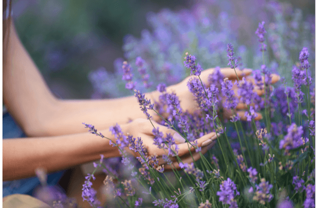 Flores de lavanda