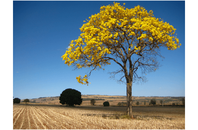 Ipê Amarelo no campo