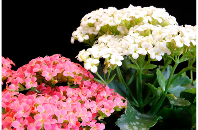 Kalanchoe flor-da-fortuna colorida
