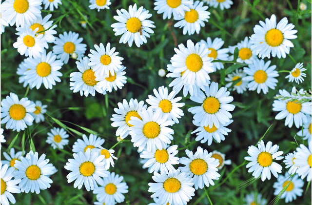 Flores de margarida