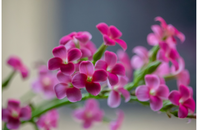 Kalanchoe flor-da-fortuna florida
