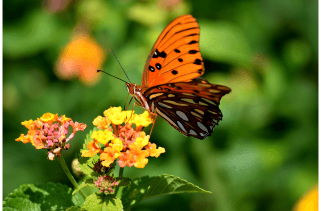 Borboleta pousada na flor de lantana