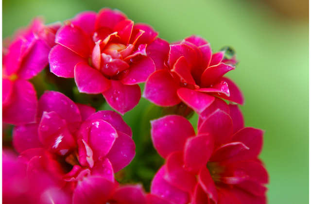 Kalanchoe flor-da-fortuna rosa