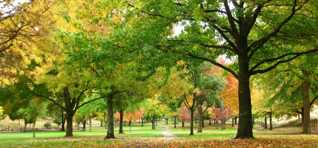 Parque com belas árvores