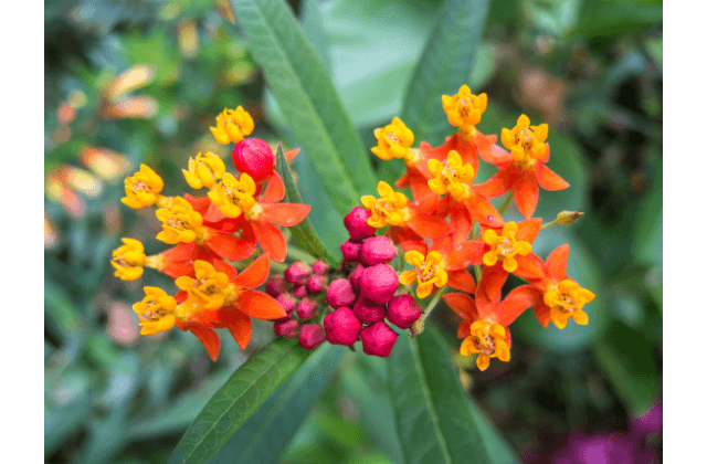 Flores de asclépia (flor de seda)