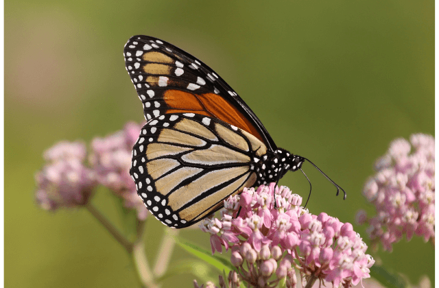 Borboleta nas flores de asclépia