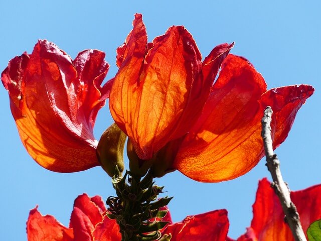 Espatódea com flores perigosas para polinizadores