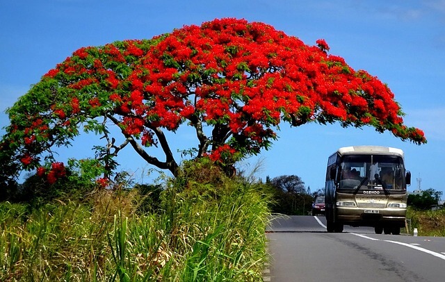 Flamboyant vermelho ao lado da estrada
