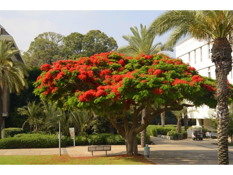 Flamboyant com flores vermelhas no jardim