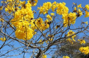 Flores do Ipê Amarelo