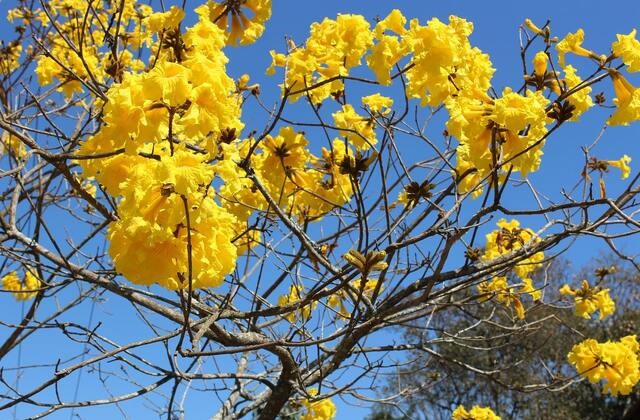Flores do Ipê Amarelo