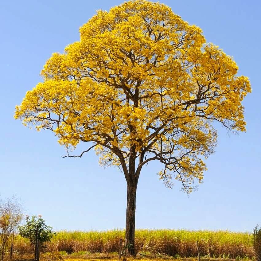 Árvore Ipê Amarelo florida