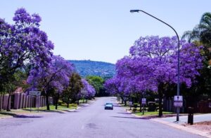 Jacarandás floridos na beira da estrada