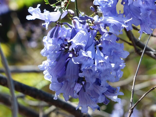 Flores do Jacarandá