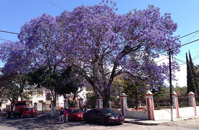 Jacarandá florido na praça
