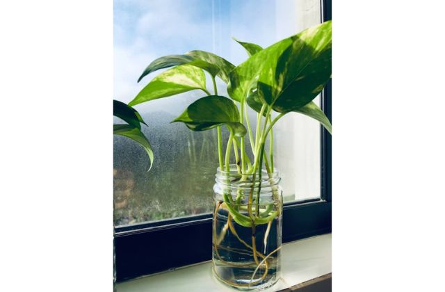 Jiboia planta em vaso de vidro