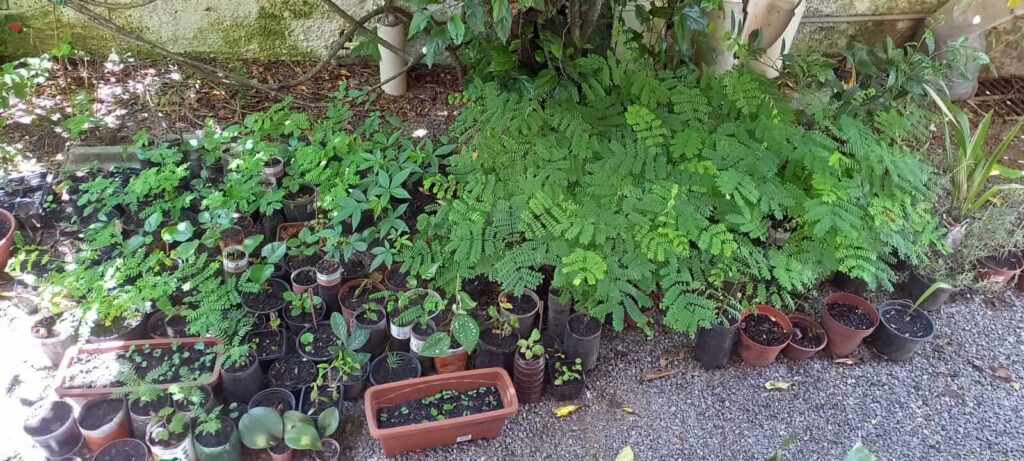 Mudas de Flamboyant, Ipê Amarelo, Aroeira e outras árvores no jardim de casa.