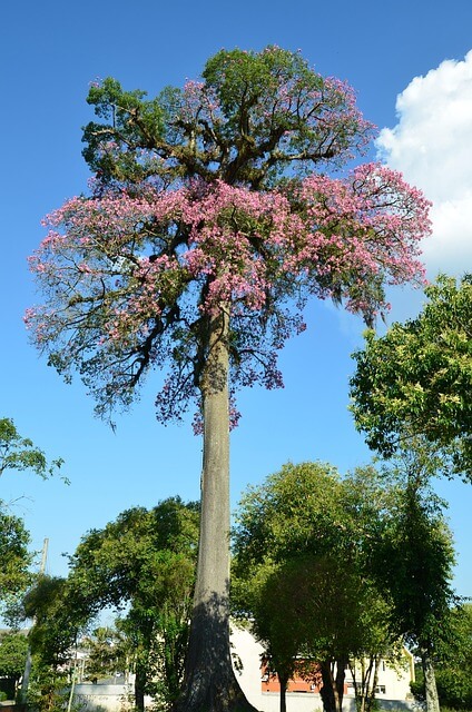 Paineira rosa grande