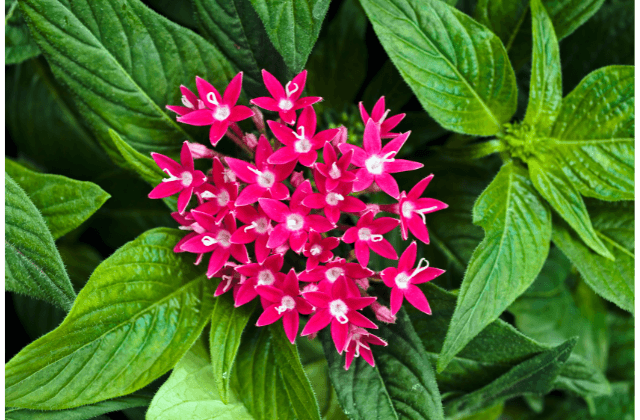 Flores de pentas