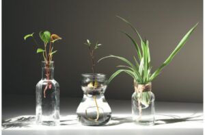 Plantas em vasos de vidro
