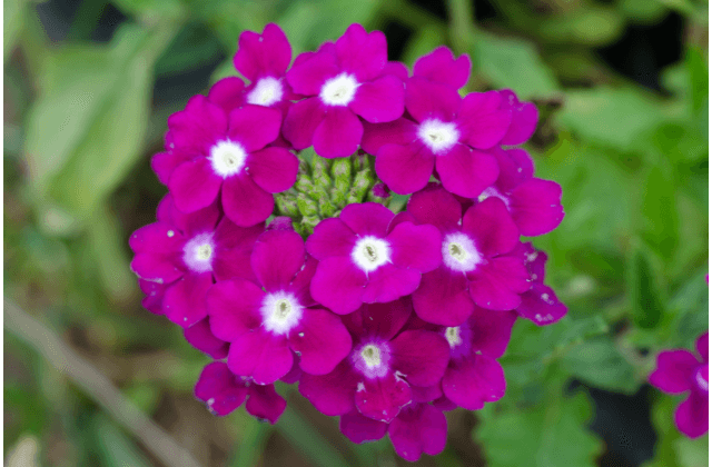 Flores de verbena