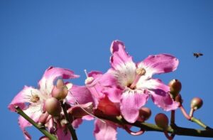 Flores da Paineira Rosa