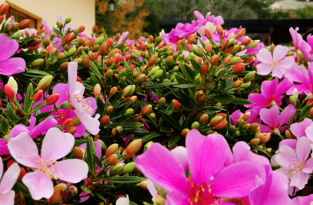 Flores do manacá-da-serra