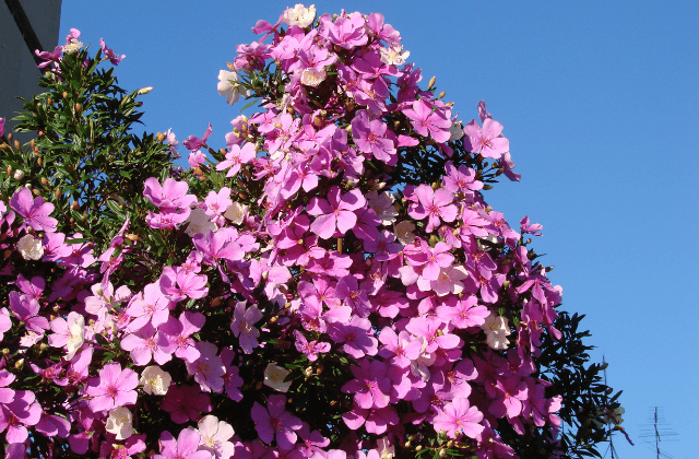 Manacá-da-serra com flores