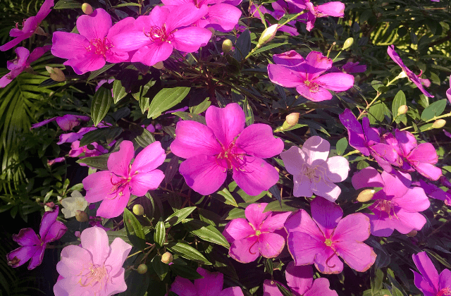 Flores do manacá-da-serra
