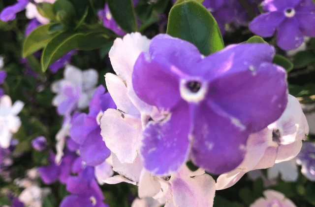 Manacá-da-serra com flores de cor diferentes