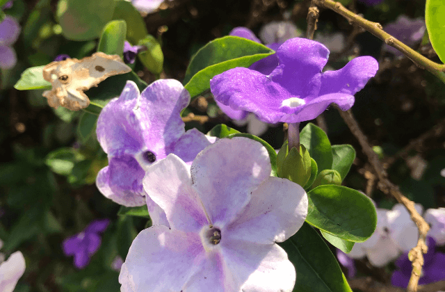 Flores claras do manacá-da-serra
