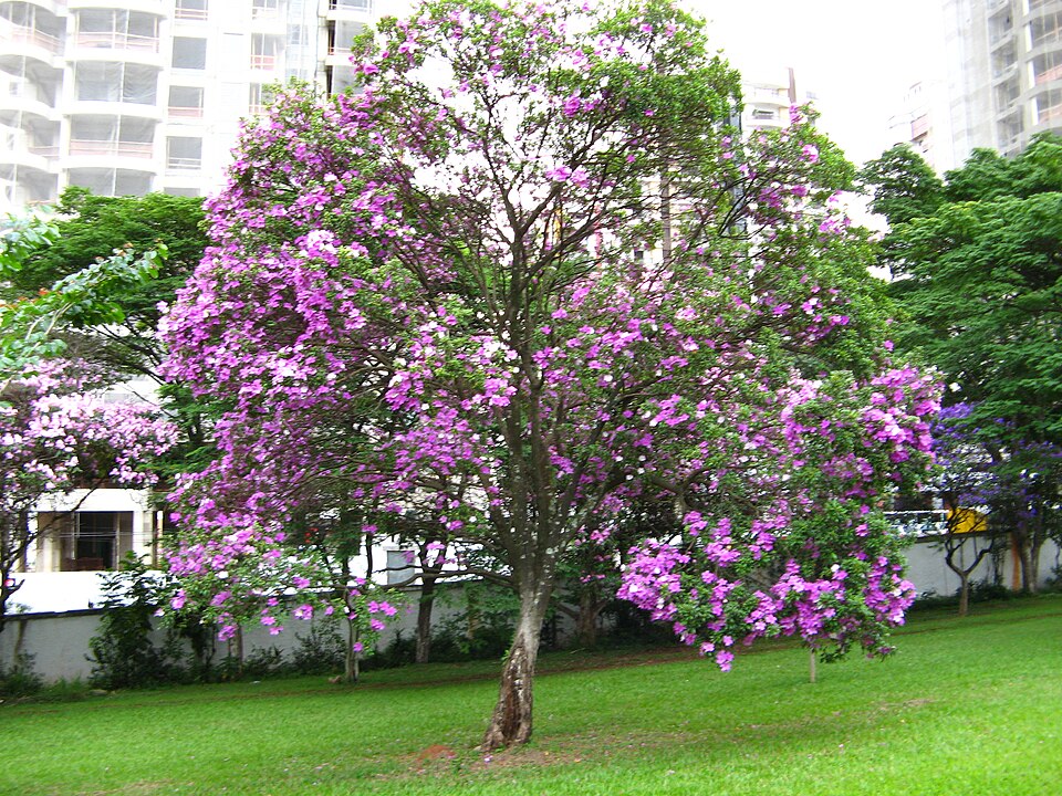 Manacá-da-serra florido