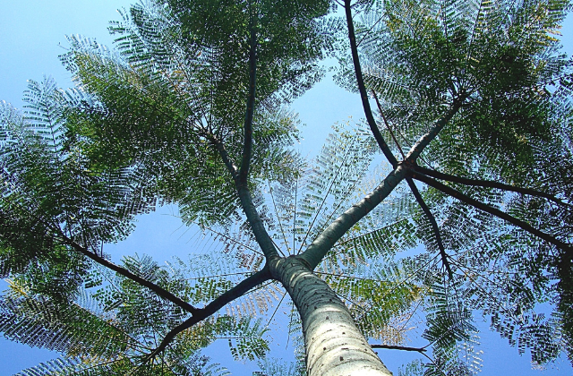 Guarapuvu grande