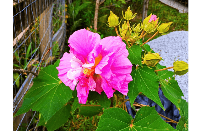 Rosa-louca com botões