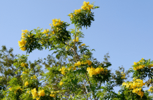 Guarapuvu florido