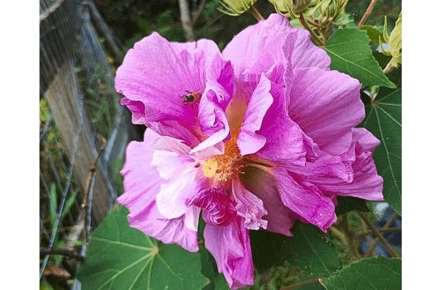Rosa-louca