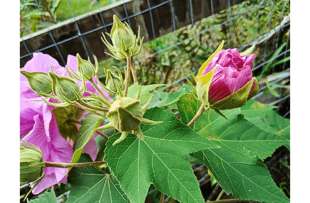 Rosa-louca florida