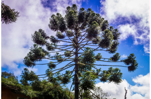 Araucária majestosa em floresta natural do Sul do Brasil