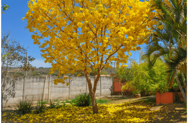 Jardim regenerativo com ipê amarelo