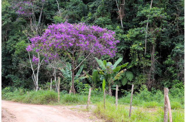 Jardim regenerativo