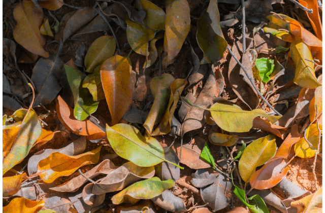 Jardim regenerativo folhas no chão