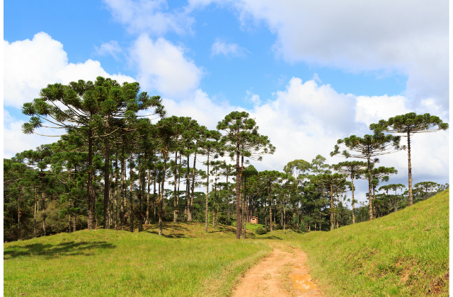 Araucária majestosa em floresta natural do Sul do Brasil