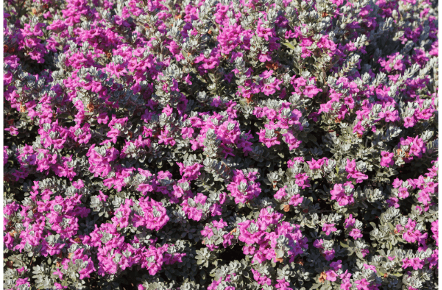 Chuva de prata com flores no jardim